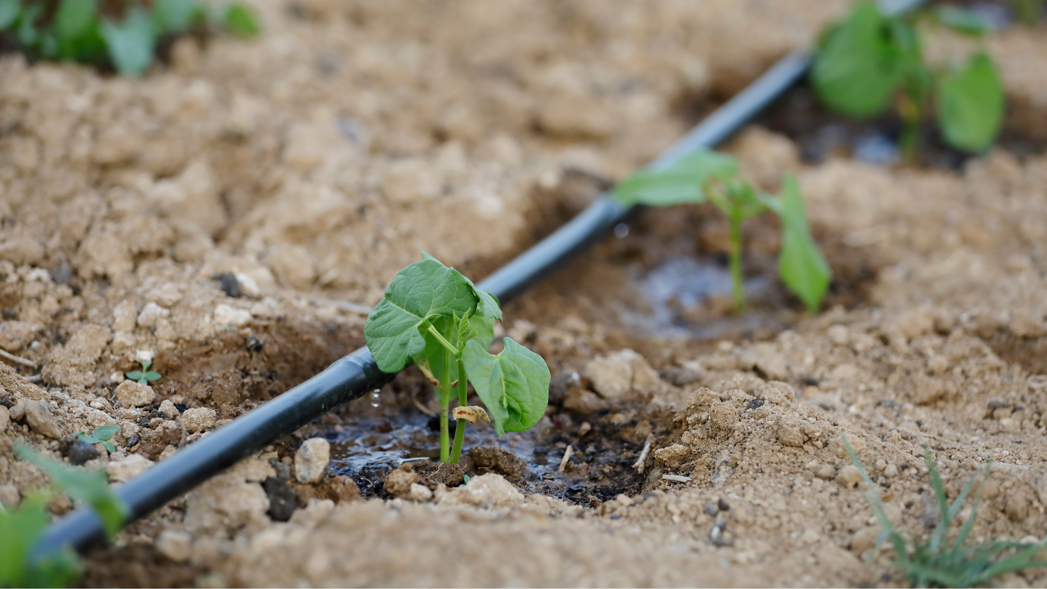 How to Create an Efficient Drip Irrigation System with Garden Hoses