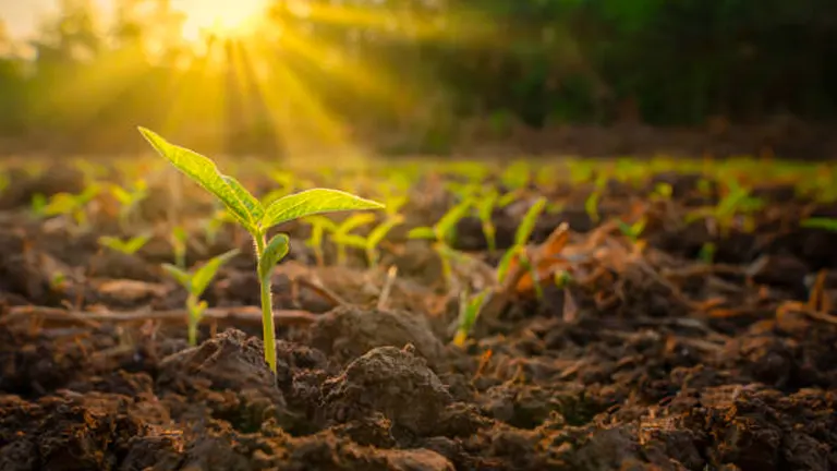 An Essential Guide to Sunlight for Gardeners