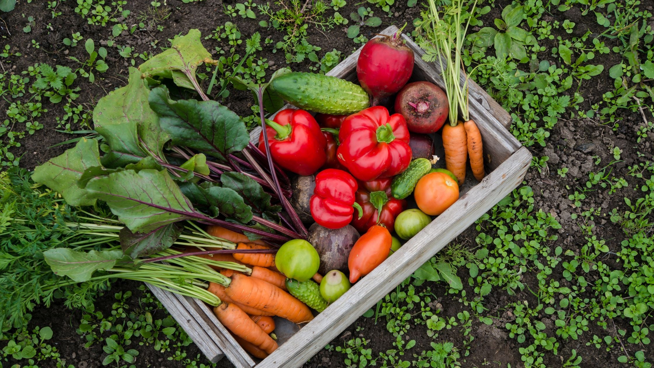 Growing Your Own Food: A Comprehensive Guide