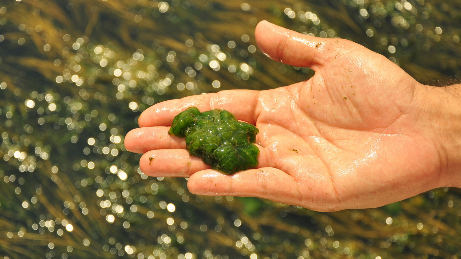 Winning the Battle Against Algae Build-Up Inside Your Garden Hose