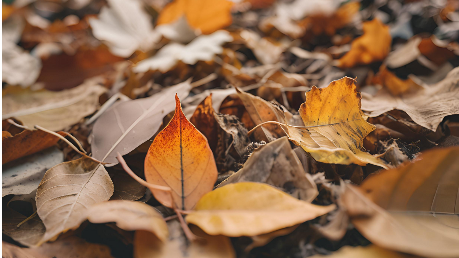 Turning Autumn Leaves into Gold: The Mulching and Composting Guide