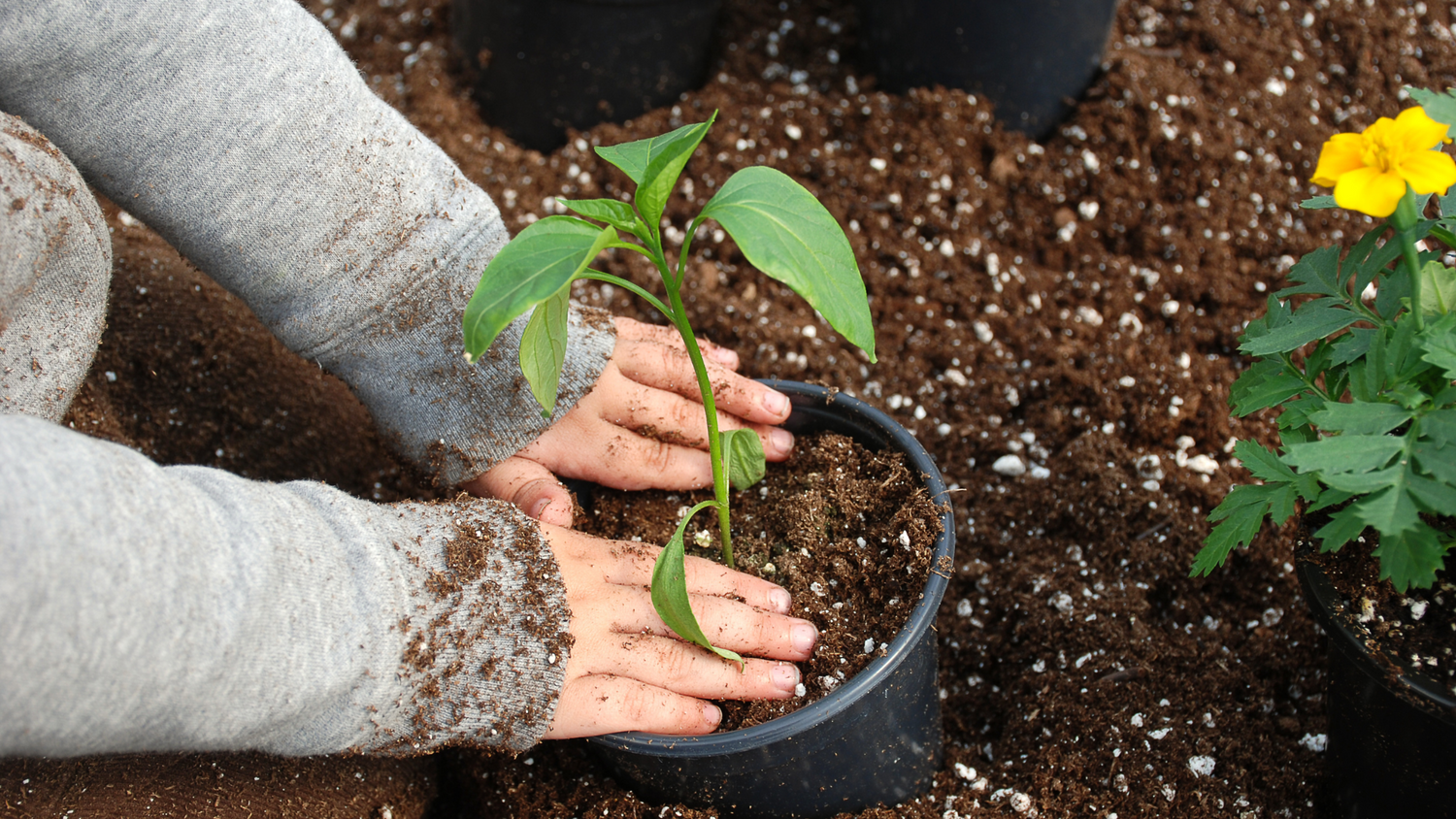 25 More Gardening Tips Every Gardener Should Know