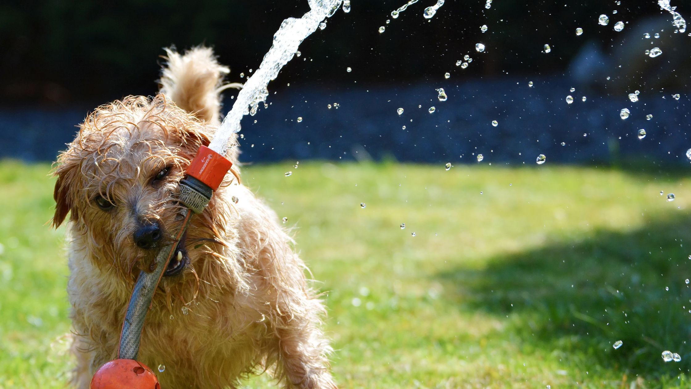 Hoses and Pets: Ensuring Pet Safety During Garden Water Play