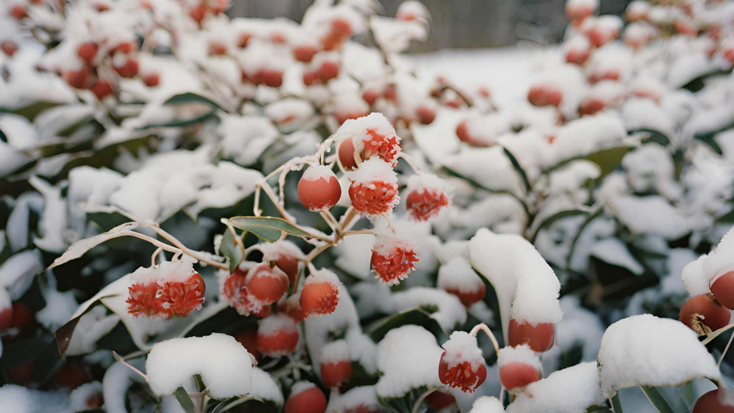 Frost-Resistant Flora: Selecting Plants That Survive Winter